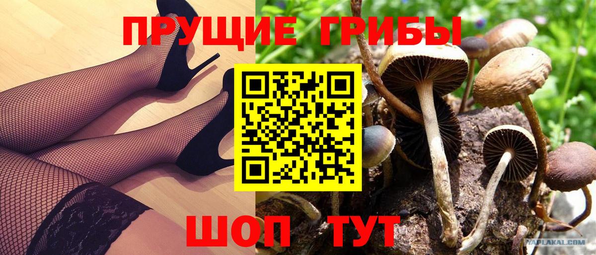 Котлас  Псилоцибиновые грибы мицелий  Вход с VPN  купить закладку  Псилоцибиновые грибы Psilocybe 
